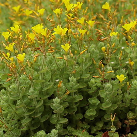 Hypericum elodes - moerashertshooi