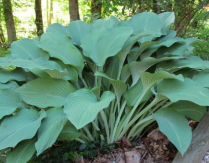 Hosta ‘Krossa Regal’ - hartlelie