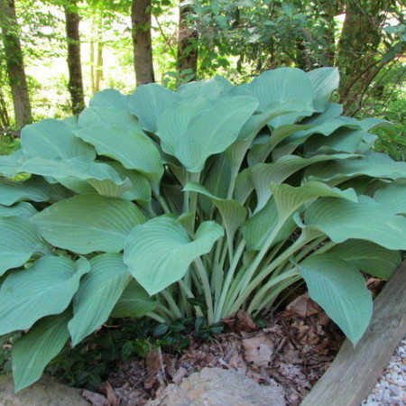 Hosta ‘Krossa Regal’ - hartlelie