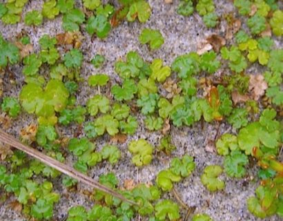 Hydrocotyle ‘Nova Zealandiae’ - waternavel