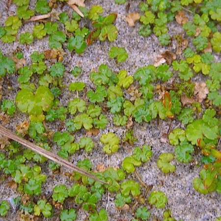 Hydrocotyle ‘Nova Zealandiae’ - waternavel