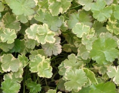 Hydrocotyle sibthorpioides ‘Variegata’ - bonte waternavel