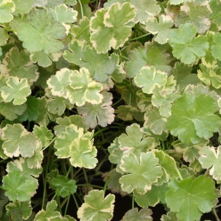 Hydrocotyle sibthorpioides ‘Variegata’ - bonte waternavel