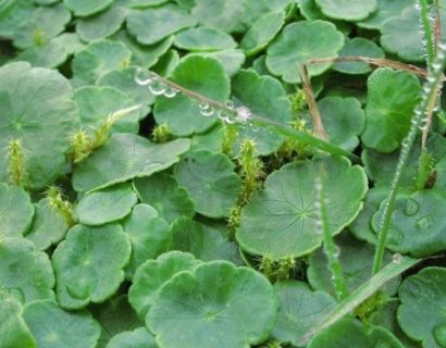 Hydrocotyle vulgaris - waternavel