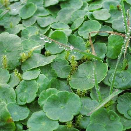 Hydrocotyle vulgaris - waternavel