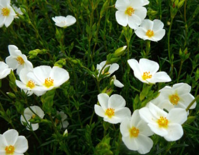 Halimium umbellatum of ‘April Snow’ - geen