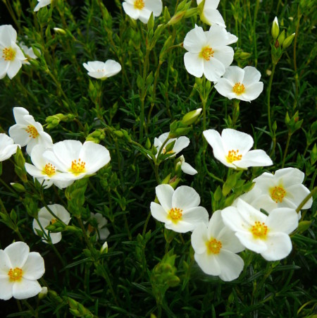 Halimium umbellatum of ‘April Snow’ - geen