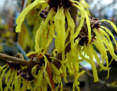 Hamamelis intermedia ‘Arnold Promise’ - toverhazelaar