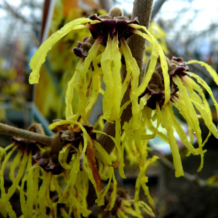 Hamamelis intermedia ‘Arnold Promise’ - toverhazelaar