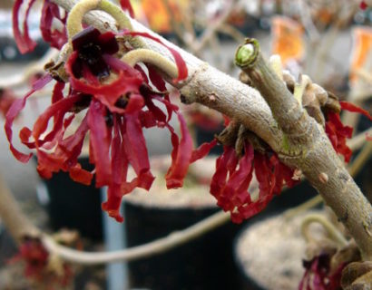 Hamamelis intermedia ‘Diane’ - toverhazelaar