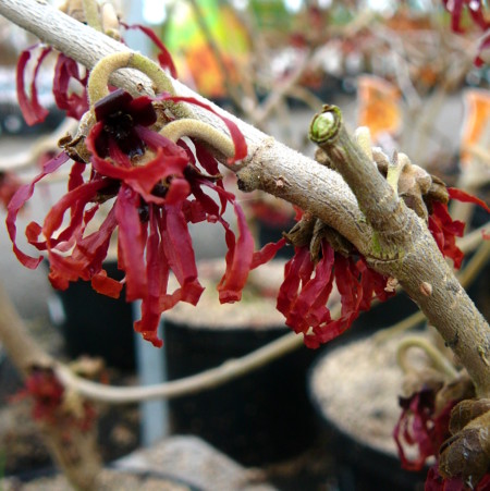 Hamamelis intermedia ‘Diane’ - toverhazelaar