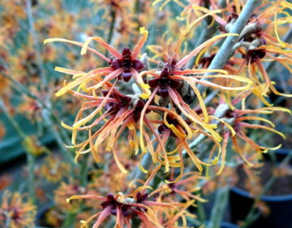 Hamamelis intermedia ‘Jelena’ - toverhazelaar