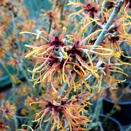 Hamamelis intermedia ‘Jelena’ - toverhazelaar