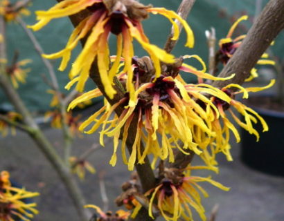 Hamamelis intermedia ‘Westerstede’ - toverhazelaar