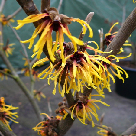 Hamamelis intermedia ‘Westerstede’ - toverhazelaar