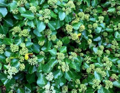 Hedera helix ‘Arborescens’ - struikklimop