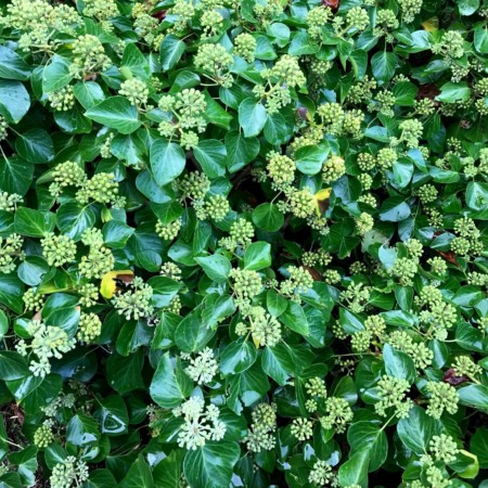 Hedera helix ‘Arborescens’ - struikklimop