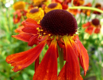 Helenium ‘Moerheim Beauty’ - zonnekruid