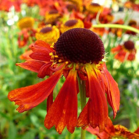 Helenium ‘Moerheim Beauty’ - zonnekruid