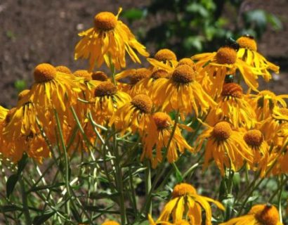 Helenium hoopesii - Zonnekruid