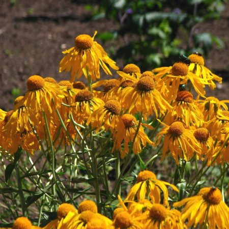 Helenium hoopesii - Zonnekruid