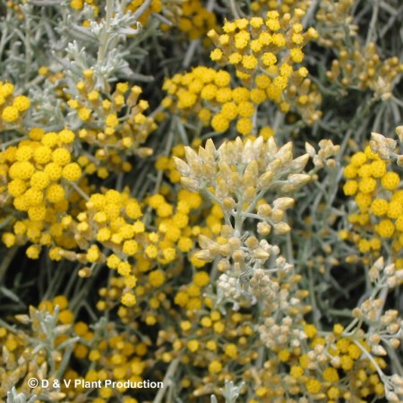 Helichrysum italicum ‘Microphyllum’ - kurriekruid