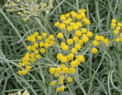 Helichrysum italicum - kurriekruid