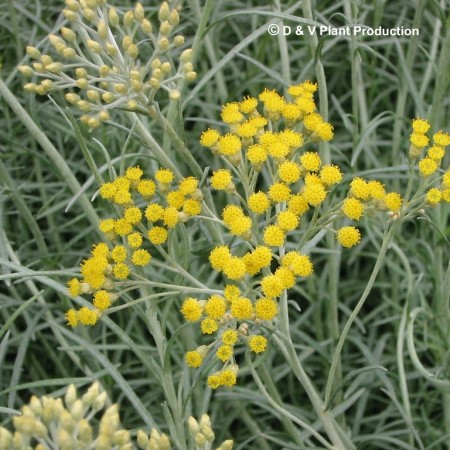 Helichrysum italicum - kurriekruid