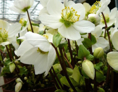 Helleborus niger - kerstroos