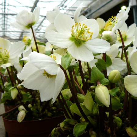 Helleborus niger - kerstroos