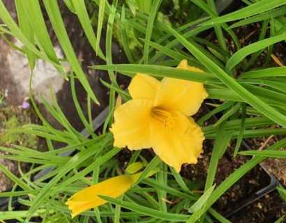 Hemerocallis ‘Stella de Oro’ - daglelie