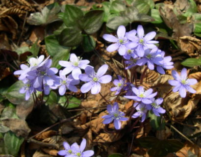 Hepatica nobilis  (grote pot) - leverbloempje