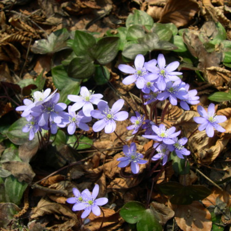 Hepatica nobilis  (grote pot) - leverbloempje