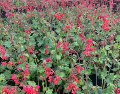 Heuchera sanguinea ‘Leuchtkâfer’ - purperklokje