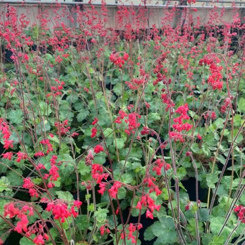 Heuchera sanguinea ‘Leuchtkâfer’ - purperklokje