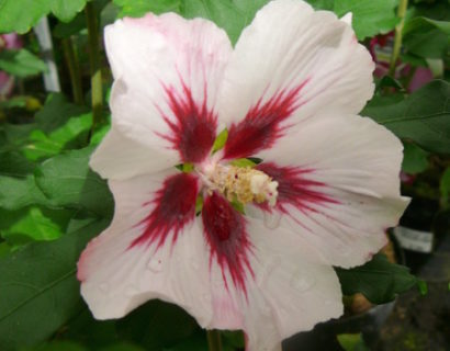 Hibiscus syriacus ‘Hamabo’