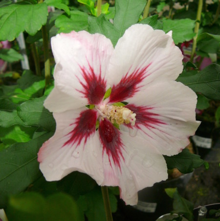 Hibiscus syriacus ‘Hamabo’ - altheastruik, heemstroos