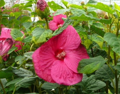 Hibiscus ‘Mauvelous’