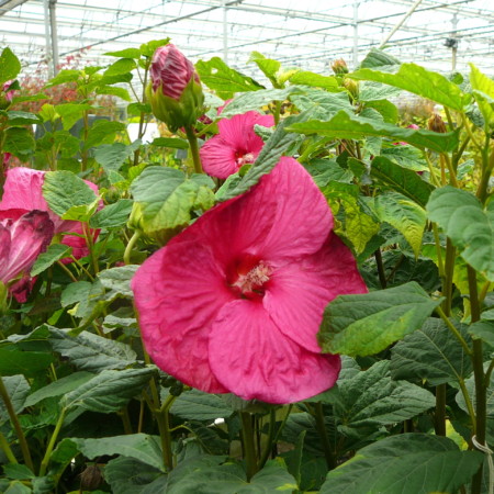 Hibiscus ‘Mauvelous’ - altheastruik, heemstroos