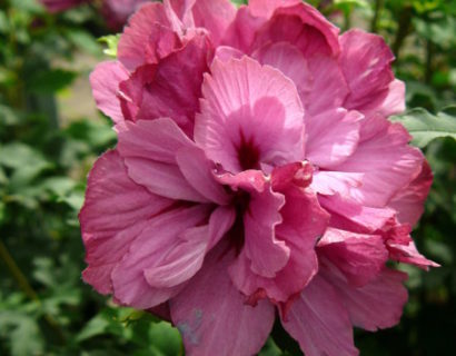 Hibiscus syriacus ‘Duc de Brabant’ - altheastruik, heemstroos