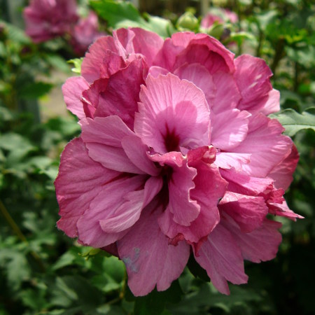 Hibiscus syriacus ‘Duc de Brabant’ - altheastruik, heemstroos