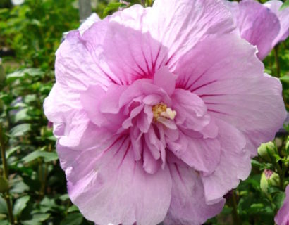 Hibiscus syriacus ‘Lavender Chiffon’ - altheastruik, heemstroos