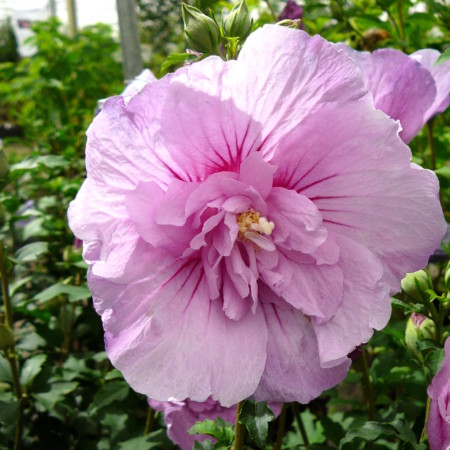 Hibiscus syriacus ‘Lavender Chiffon’ - altheastruik, heemstroos