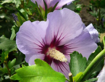 Hibiscus syriacus ‘Oiseau Blue’