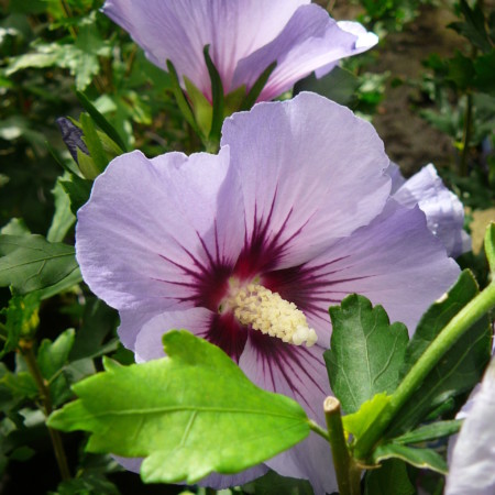 Hibiscus syriacus ‘Oiseau Blue’ - altheastruik, heemstroos