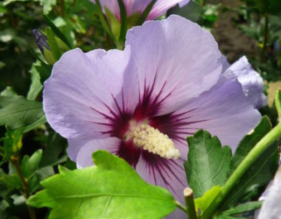 Hibiscus syriacus ‘Marina’