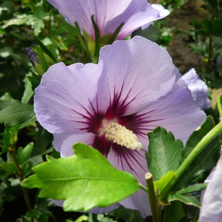 Hibiscus syriacus ‘Marina’ - Altheastruik, heemstroos