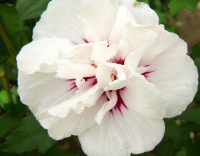 Hibiscus syriacus ‘Speciosus’