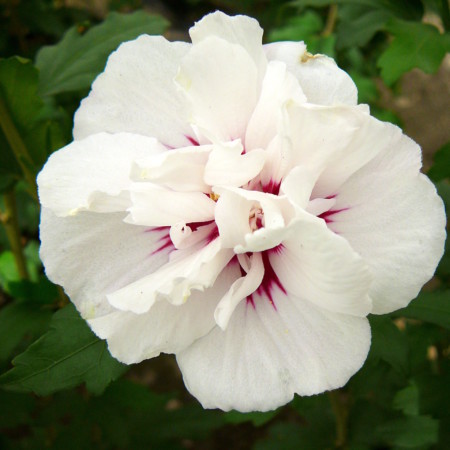 Hibiscus syriacus ‘Speciosus’ - altheastruik, heemstroos