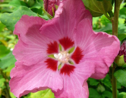 Hibiscus syriacus ‘Woodbridge’ op stam